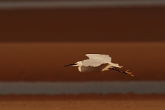 David Plant Photography - Wildlife Photographer - Little egret flying - G